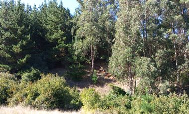 LINDO CAMPO DE 15 5 H EN CARAHUE