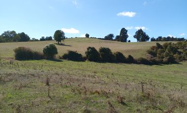 LINDO CAMPO DE 15 5 H EN CARAHUE