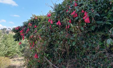 LINDO CAMPO DE 15 5 H EN CARAHUE