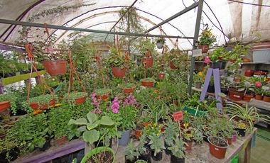 Derecho de llaves Tienda de plantas