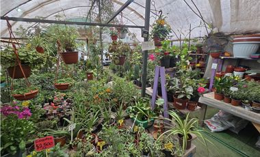 Derecho de llaves Tienda de plantas