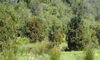 Agrícola en Venta en Yerbas Buenas Hijuela 40