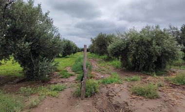 FINCA EN RIVADAVIA