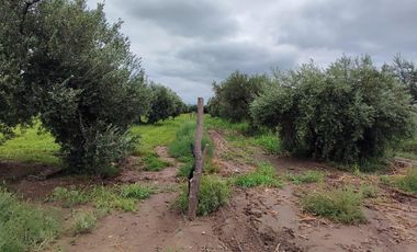 FINCA EN RIVADAVIA