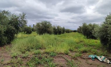 FINCA EN RIVADAVIA