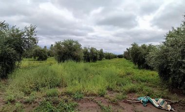 FINCA EN RIVADAVIA