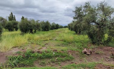 FINCA EN RIVADAVIA