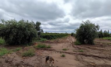 FINCA EN RIVADAVIA