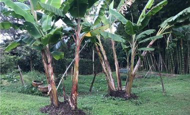 FINCA GUARNE VEREDA LA PASTORCITA A 5 MINUTOS DE LA AUTOPISTA AMOBLADA