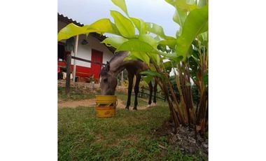 SE VENDE FINCA EN GOMEZ PLATA