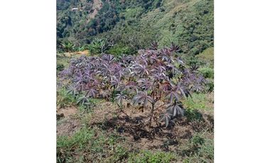 SE VENDE FINCA EN GOMEZ PLATA