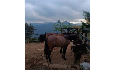 SE VENDE FINCA EN GOMEZ PLATA