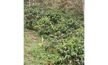 SE VENDE FINCA EN GOMEZ PLATA