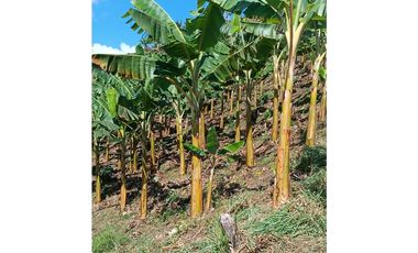 SE VENDE FINCA EN GOMEZ PLATA