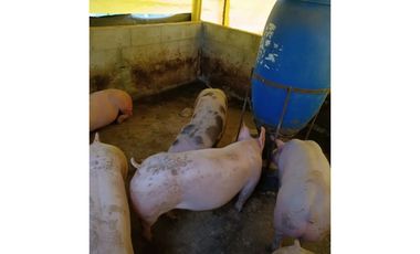 SE VENDE FINCA EN GOMEZ PLATA