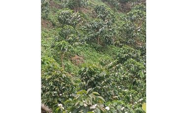 SE VENDE FINCA EN GOMEZ PLATA