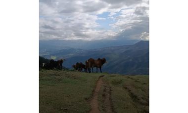 SE VENDE FINCA EN GOMEZ PLATA