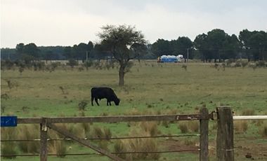 VENDO CAMPO DE 2010 HECTAREAS SOBRE RUTA 152 PROXIMO A GENERAL ACHA