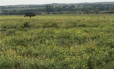 VENDO CAMPO DE 2010 HECTAREAS SOBRE RUTA 152 PROXIMO A GENERAL ACHA