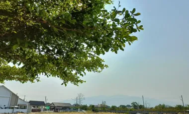 Land for sale at Cattleya Village