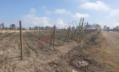 VENTA DE LOTES DE 1000 m2 EN COMPLEJO RESIDENCIAL DE 9 CONDOMINIOS CADA UNO CON SU VIÑEDO, EN SAN MIGUEL DE ALLENDE