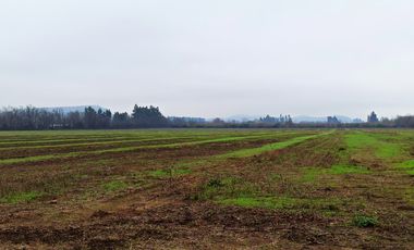 CAMPO, AGRÍCOLA EN VENTA, 16,4 HA, SAN CLEMENTE