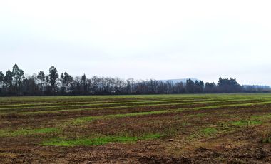 CAMPO, AGRÍCOLA EN VENTA, 16,4 HA, SAN CLEMENTE