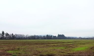 CAMPO, AGRÍCOLA EN VENTA, 16,4 HA, SAN CLEMENTE