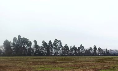 CAMPO, AGRÍCOLA EN VENTA, 16,4 HA, SAN CLEMENTE