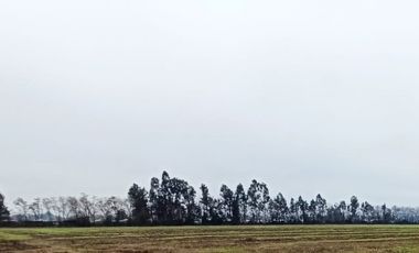CAMPO, AGRÍCOLA EN VENTA, 16,4 HA, SAN CLEMENTE