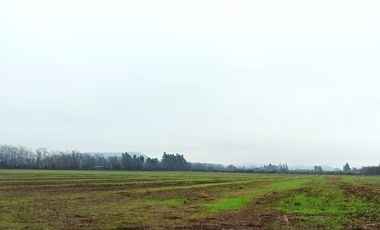 CAMPO, AGRÍCOLA EN VENTA, 16,4 HA, SAN CLEMENTE