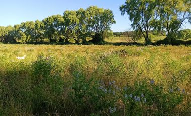 CAMPO, TERRENO AGRÍCOLA EN VENTA, 19,39 HA - RÍO CLARO