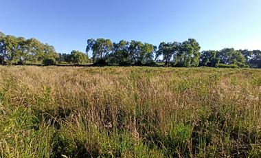 CAMPO, TERRENO AGRÍCOLA EN VENTA, 19,39 HA - RÍO CLARO