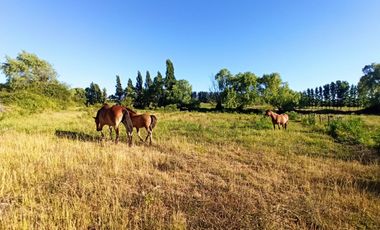 CAMPO, TERRENO AGRÍCOLA EN VENTA, 19,39 HA - RÍO CLARO