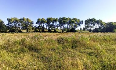 CAMPO, TERRENO AGRÍCOLA EN VENTA, 19,39 HA - RÍO CLARO