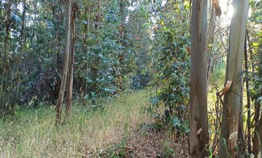 CAMPO, TERRENO AGRÍCOLA EN VENTA, 19,39 HA - RÍO CLARO