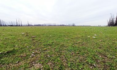 CAMPO, AGRÍCOLA EN VENTA, 12 HA, YERBAS BUENAS