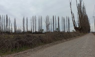 CAMPO, AGRÍCOLA EN VENTA, 12 HA, YERBAS BUENAS
