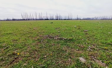 CAMPO, AGRÍCOLA EN VENTA, 12 HA, YERBAS BUENAS