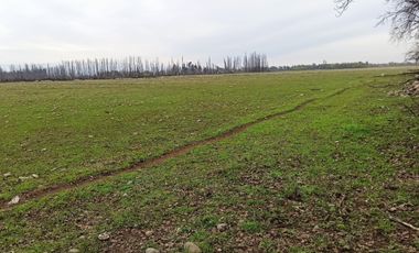 CAMPO, AGRÍCOLA EN VENTA, 12 HA, YERBAS BUENAS