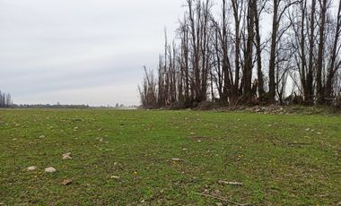 CAMPO, AGRÍCOLA EN VENTA, 12 HA, YERBAS BUENAS