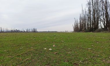CAMPO, AGRÍCOLA EN VENTA, 12 HA, YERBAS BUENAS