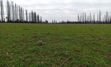 CAMPO, AGRÍCOLA EN VENTA, 12 HA, YERBAS BUENAS