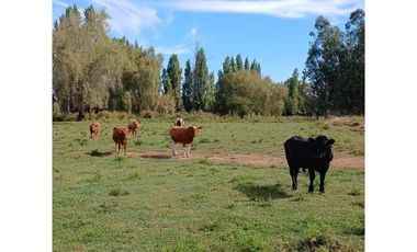 PARCELA EN VENTA, CON CASONA Y RESTAURANTE, SAN RAFAEL, REGIÓN DE MAULE