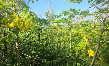 VENTA DE TERRENO EN BACALAR CAMINO A INIFAP