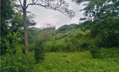 CHORRERA / LA ARENOSA / FINCA / 78 HECTAREAS / CERCA DEL LAGO GATUN