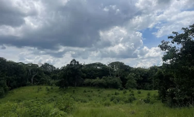 CHORRERA / LA ARENOSA / FINCA / 78 HECTAREAS / CERCA DEL LAGO GATUN