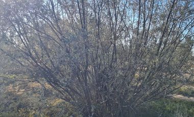 LOTE EN VENTA EN RUTA 60, Russell, Maipú, Mendoza