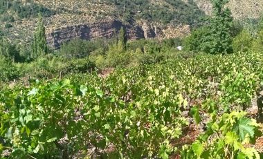 VENTA PARCELA  CON  CASA , ARBOLES FRUTALES Y PARRONALES