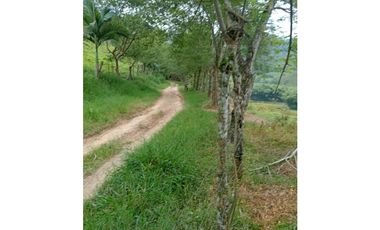 Finca Ganadera para la venta en la Vereda Monos en la Celia, Risaralda